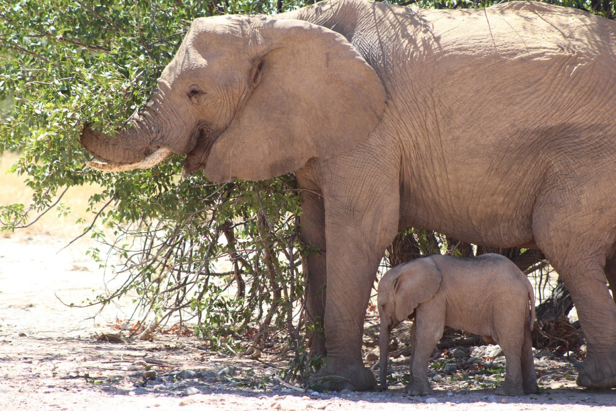 Elefanten-Mama und Elefanten-Baby essen vom Baum
