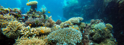 Korallen in Australien