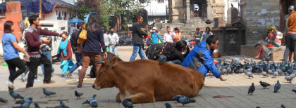 Heilige Kuh in Kathmanduu