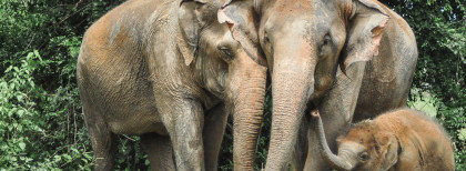 Zwei ältere und ein jüngere Elefanten stehen in Thailand zusammen 