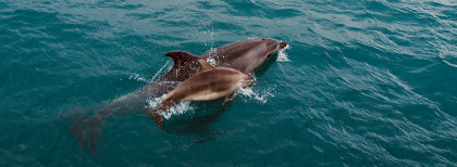 Delfine in den Bay of Islands in Neuseeland