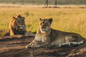 Löwen und Löwin liegen in der afrikanischen Wildnis