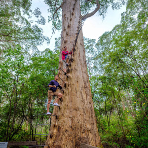 Gloucester Tree, nähe Pemberton in Westaustralien