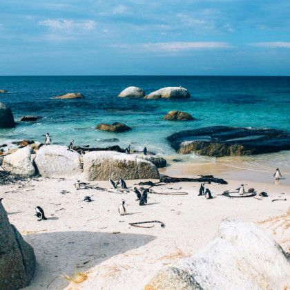 Pinguine in einer Bucht von Südafrika
