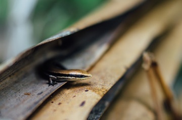 Salamander in Quepos, Costa Rica
