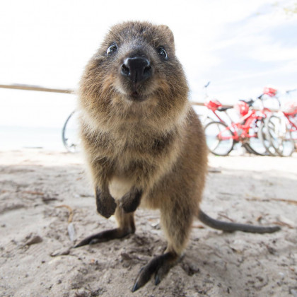 Quokka in Westaustralien