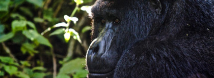 Queen Elizabeth Nationalpark