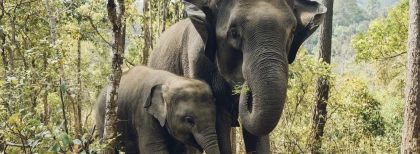 Elefanten Freiwilligenarbeit Thailand