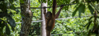 Ein Affe in Malaysia 