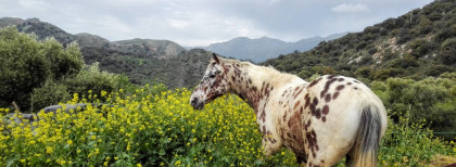 Ein Pferd steht in Andalusien auf einem Berg