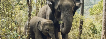 Elefanten Freiwilligenarbeit Thailand