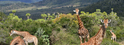 Giraffen grasen in Südafrika in einem Reservat 