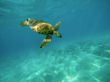 Eine Meeresschildkröte auf Hawaii  