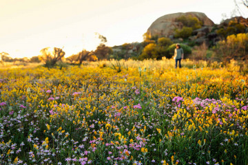 Wildblumen, nähe Eaglestone Rock in Westaustralien