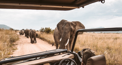 Safarifahrt mit Blick auf spazierenden Elefanten