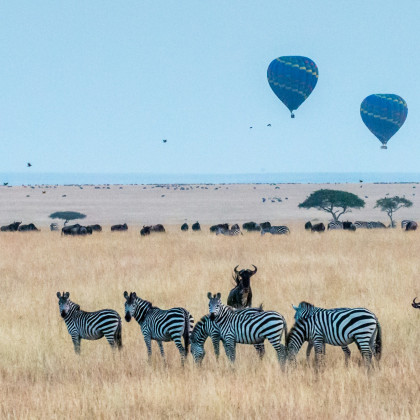 Nilpferde in Südafrika 