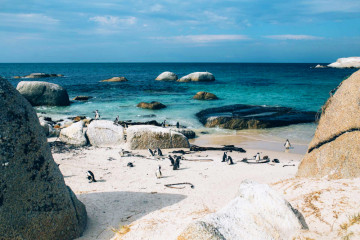 Pinguine in einer Bucht von Südafrika