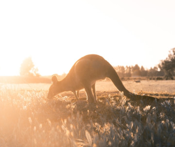 Deine Reise in Australien mit Kängurus 