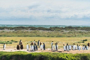 Pinguine an der Küste von Bahia Inútil, Chile
