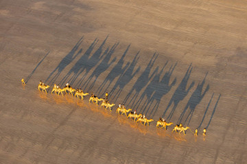 Kamele bei Sonnenuntergang in Westaustralien