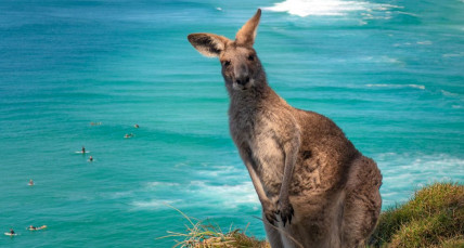 In Australien Kängurus am Strand erleben