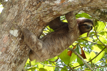 Faultier in Costa Rica