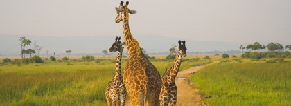 Giraffenfamilie in Kenia