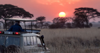 Safariauto fährt bei Sonnenuntergang durch die Savanne