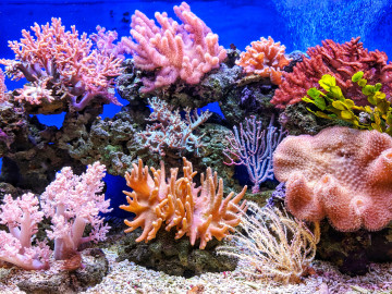 Unterwasserwelt Great Barrier Reef