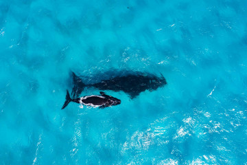 Schwimmende Wale, Cape Arid National Park Coastline