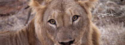 Ein Löwe liegt in Südafrika und schaut in die Kamera 