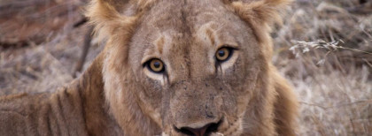 Ein Löwe liegt in Südafrika und schaut in die Kamera