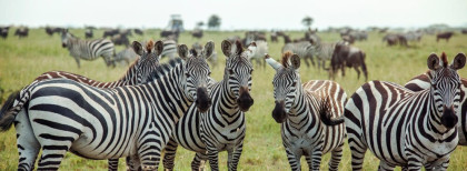 Leoparden in Südafrika