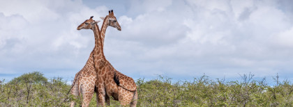 Ein Giraffenpaar im Nationalpark