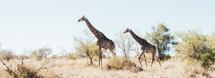 2 Giraffen laufen zusammen in Südafrika 