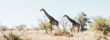 2 Giraffen laufen zusammen in Südafrika