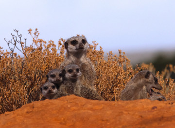 Erdmännchen-Familie im afrikanischen Busch