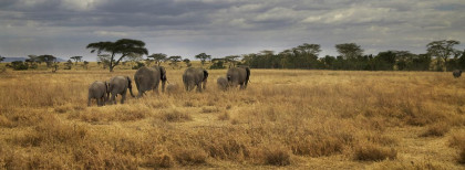Elefantenfamilie in der Savanne von Tansania