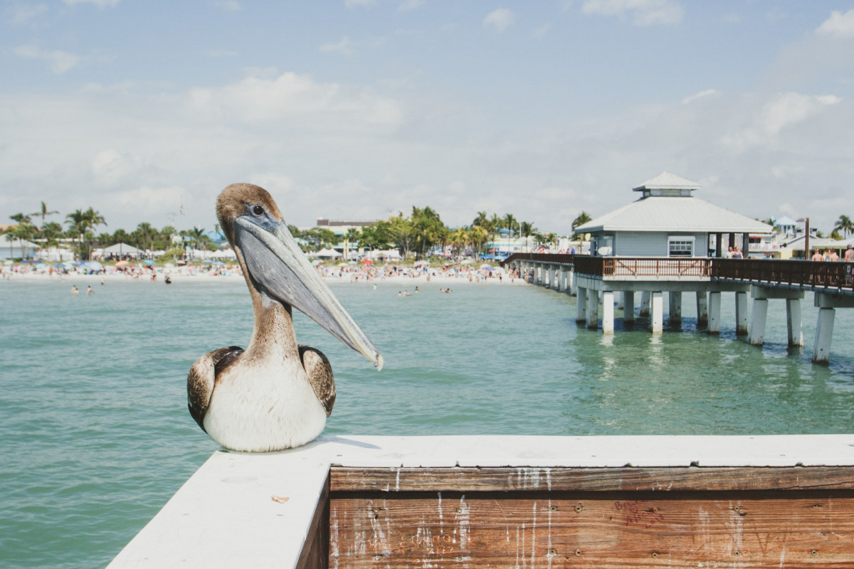 Pelikan am Fort Myers Beach