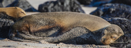 Galapagos Inseln