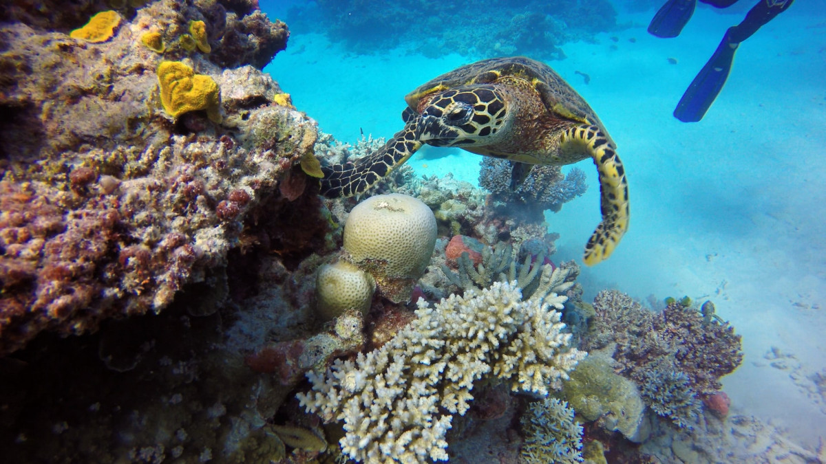 Great Barrier Reef in Australien