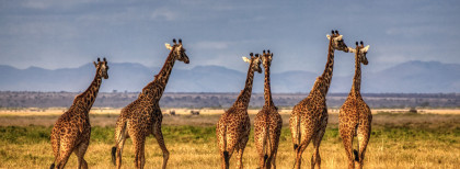Amboseli, Kenia
