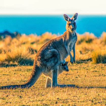 Kangaroo Island