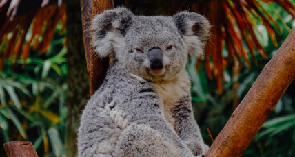 Koala sitzt im Baum in Australien