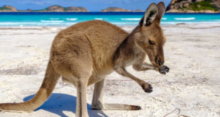 Känguru am Lucky Bay in Westaustralien