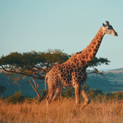 Giraffe in Südafrika