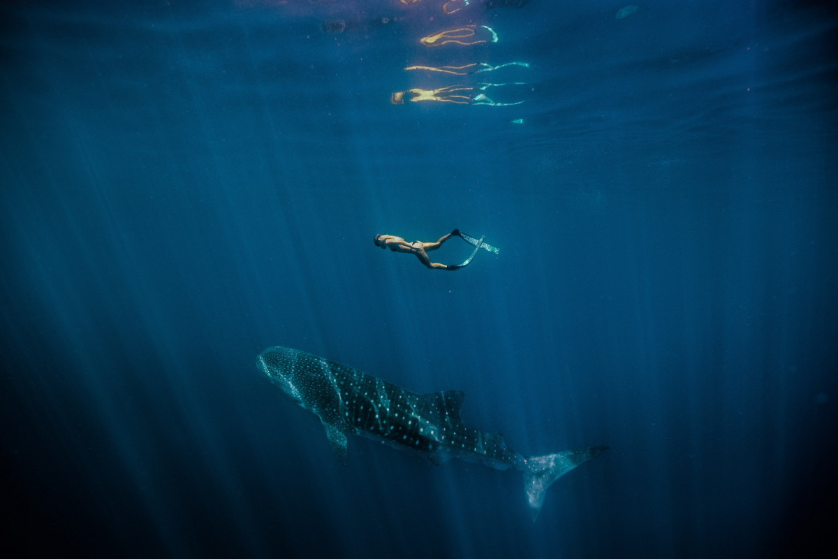 Schwimmen mit Walhaien im Ningaloo Reef