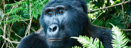 Blick auf einen Sonnenuntergang in Tansania in einem Nationalpark  