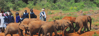 Ranger Ausbildung in Südafrika, Elefantenwanderung