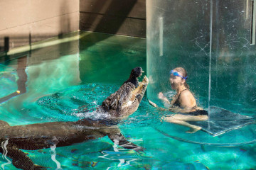 Crocosaurus Cove in Darwin